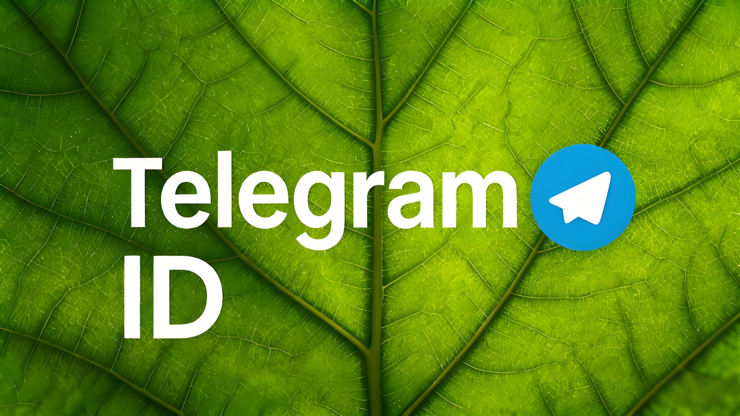 Telegram ID隐私安全吗?完整指南-电报中文资讯网 - Telegram资讯分享平台